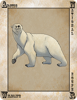 Foca