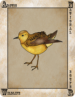 Pajaro