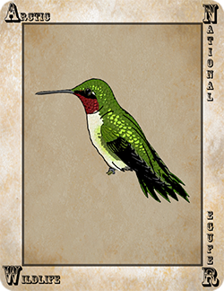 Colibri