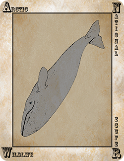 Ballena